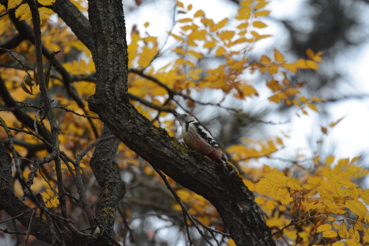 Middle Spotted Woodpecker - ML644450804