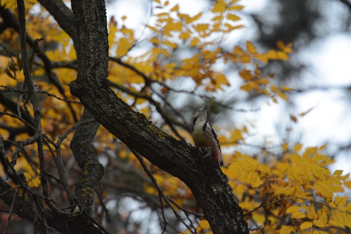 Middle Spotted Woodpecker - ML644450806
