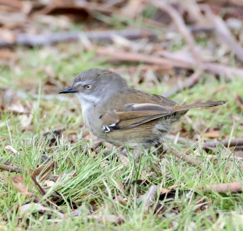 White-browed Scrubwren - ML644450808
