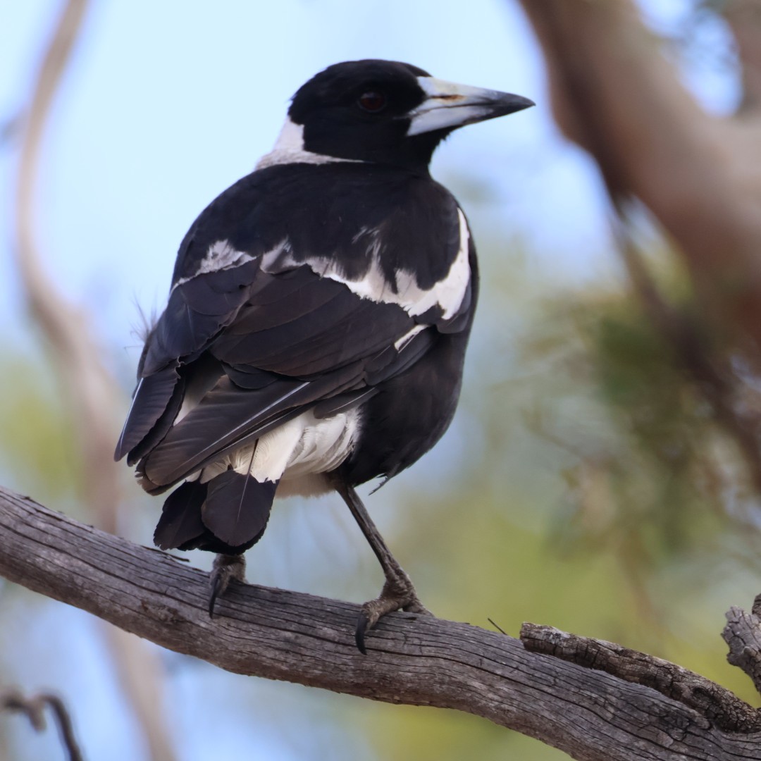 plystreskjære - ML644450840