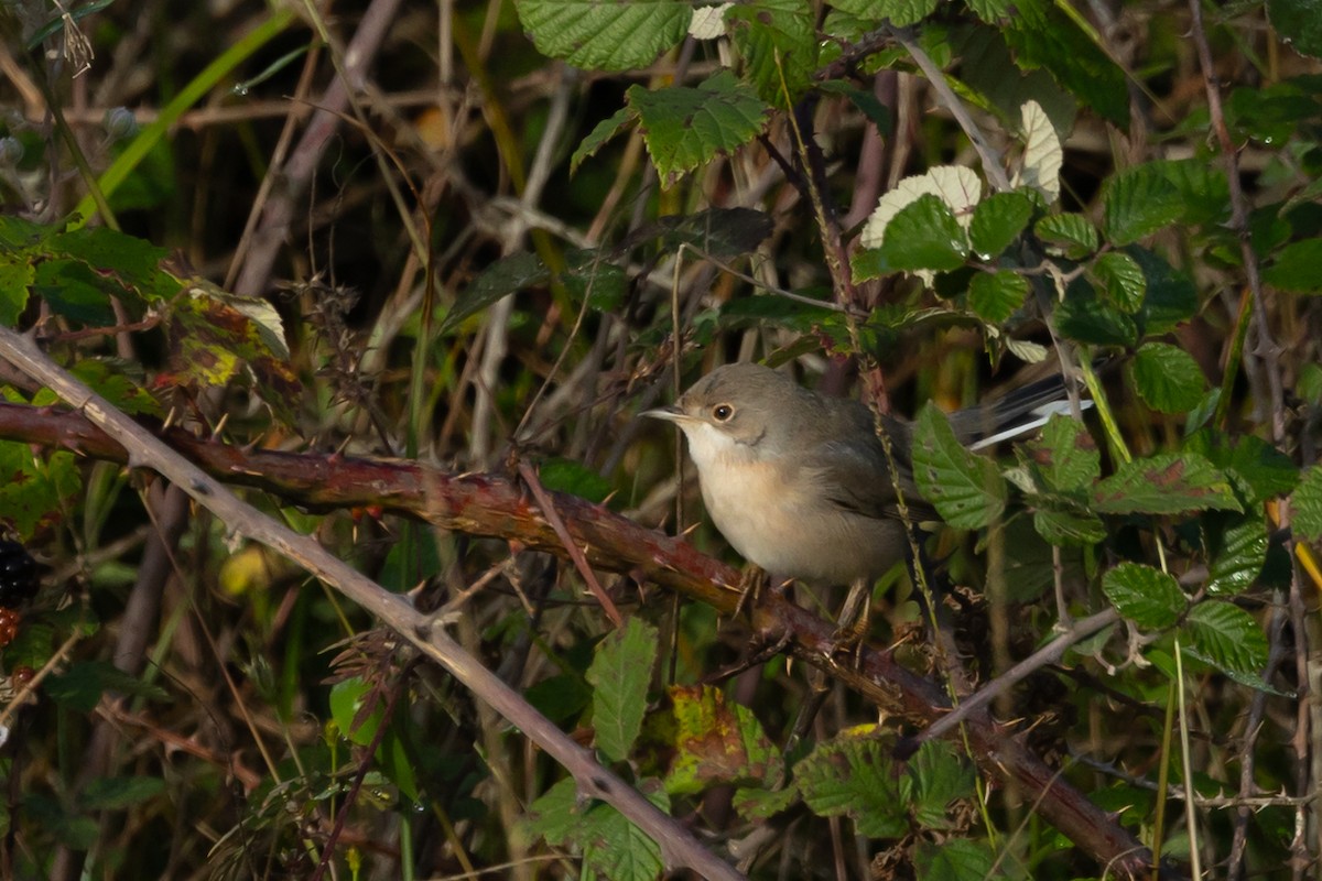 Fauvette de Ménétries - ML644450852