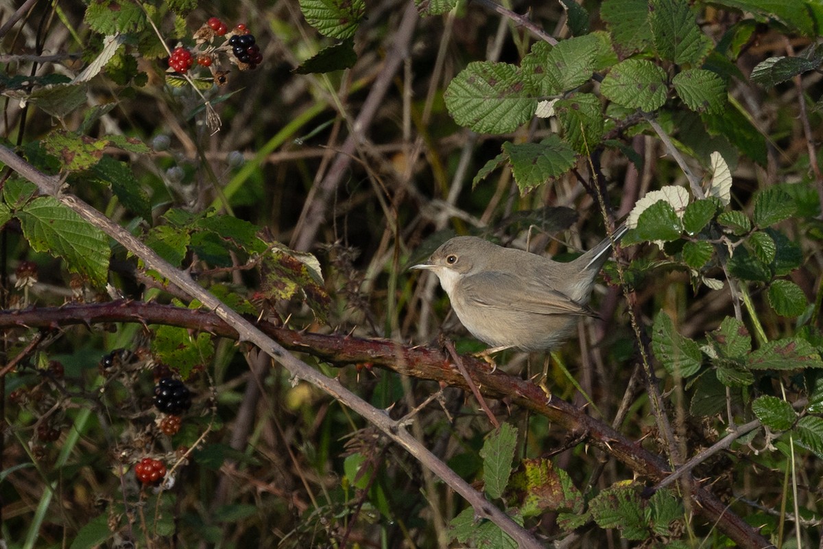 Fauvette de Ménétries - ML644450853