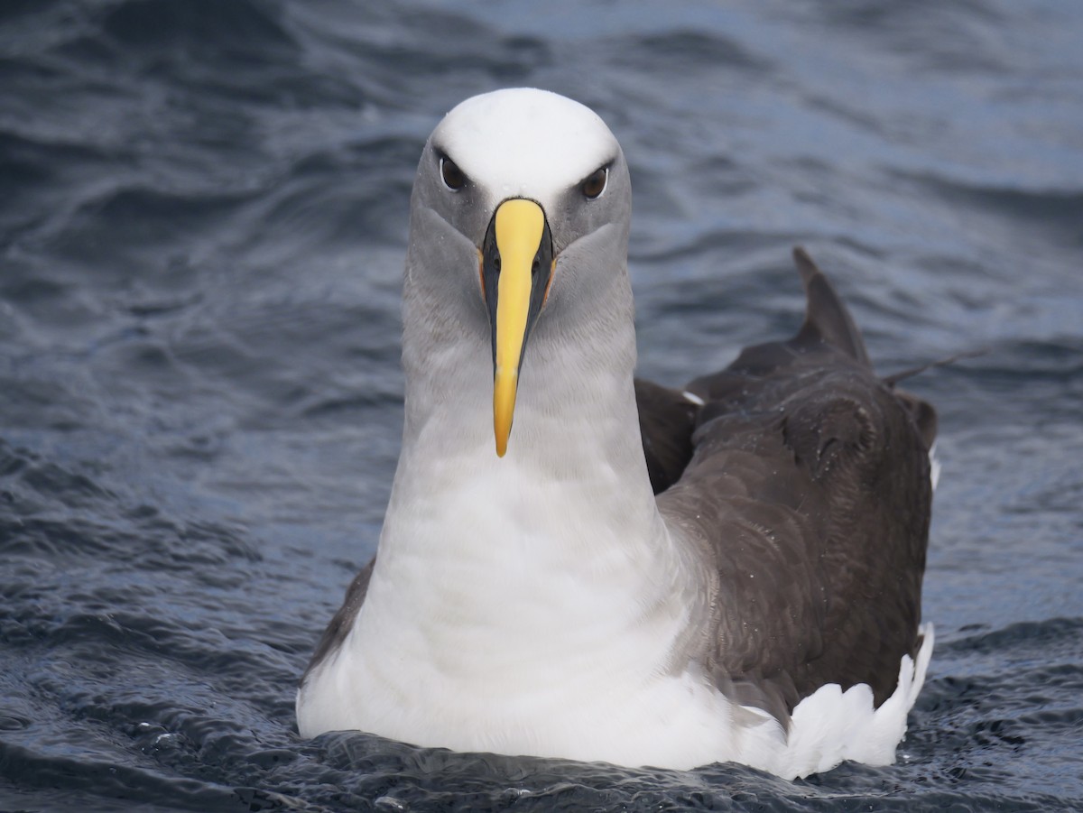 Buller's Albatross - ML644450858