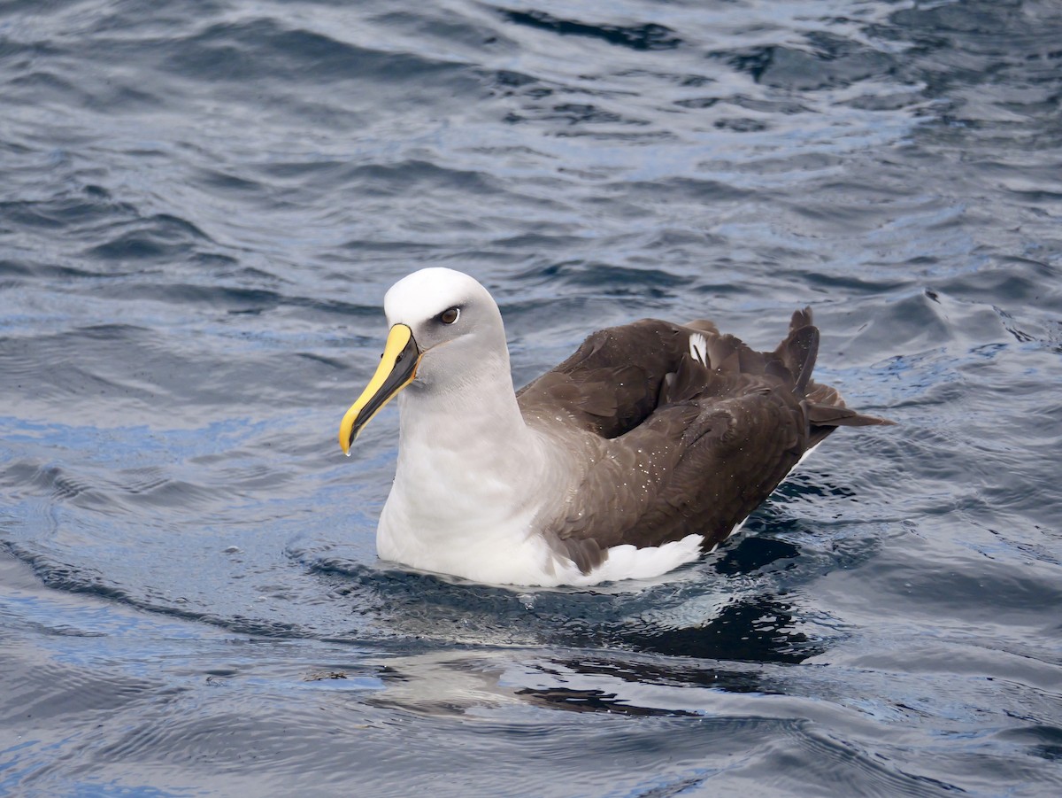 Buller's Albatross - ML644450859