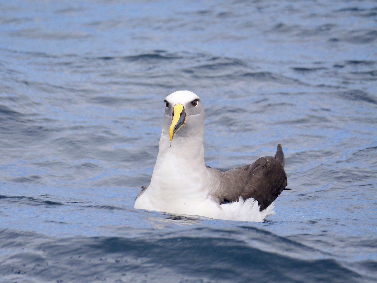 Buller's Albatross - ML644450860