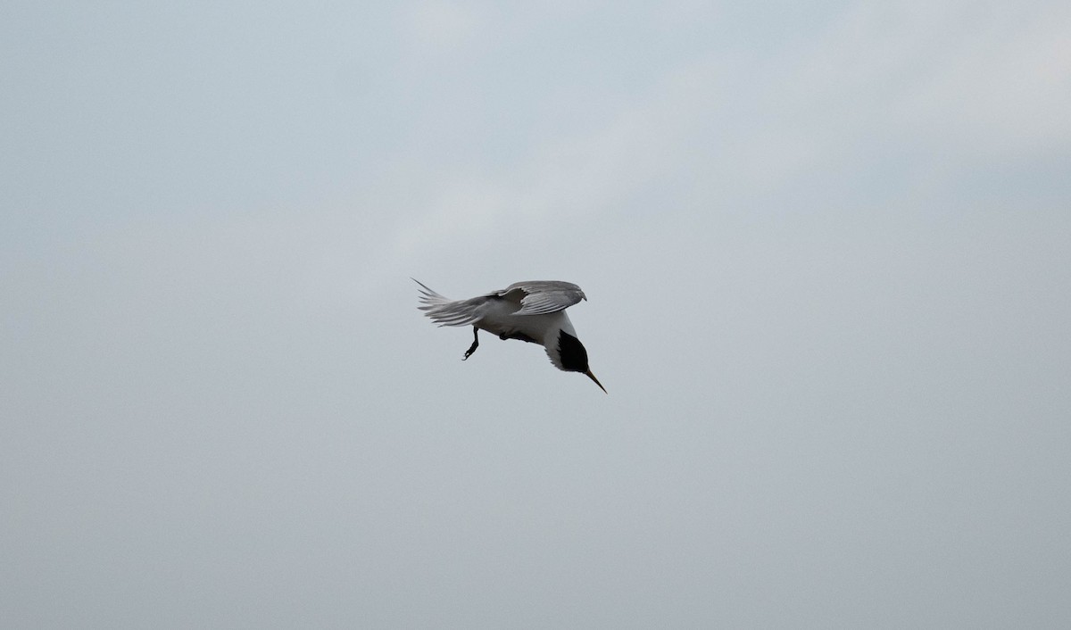 Крячок жовтодзьобий - ML644450869