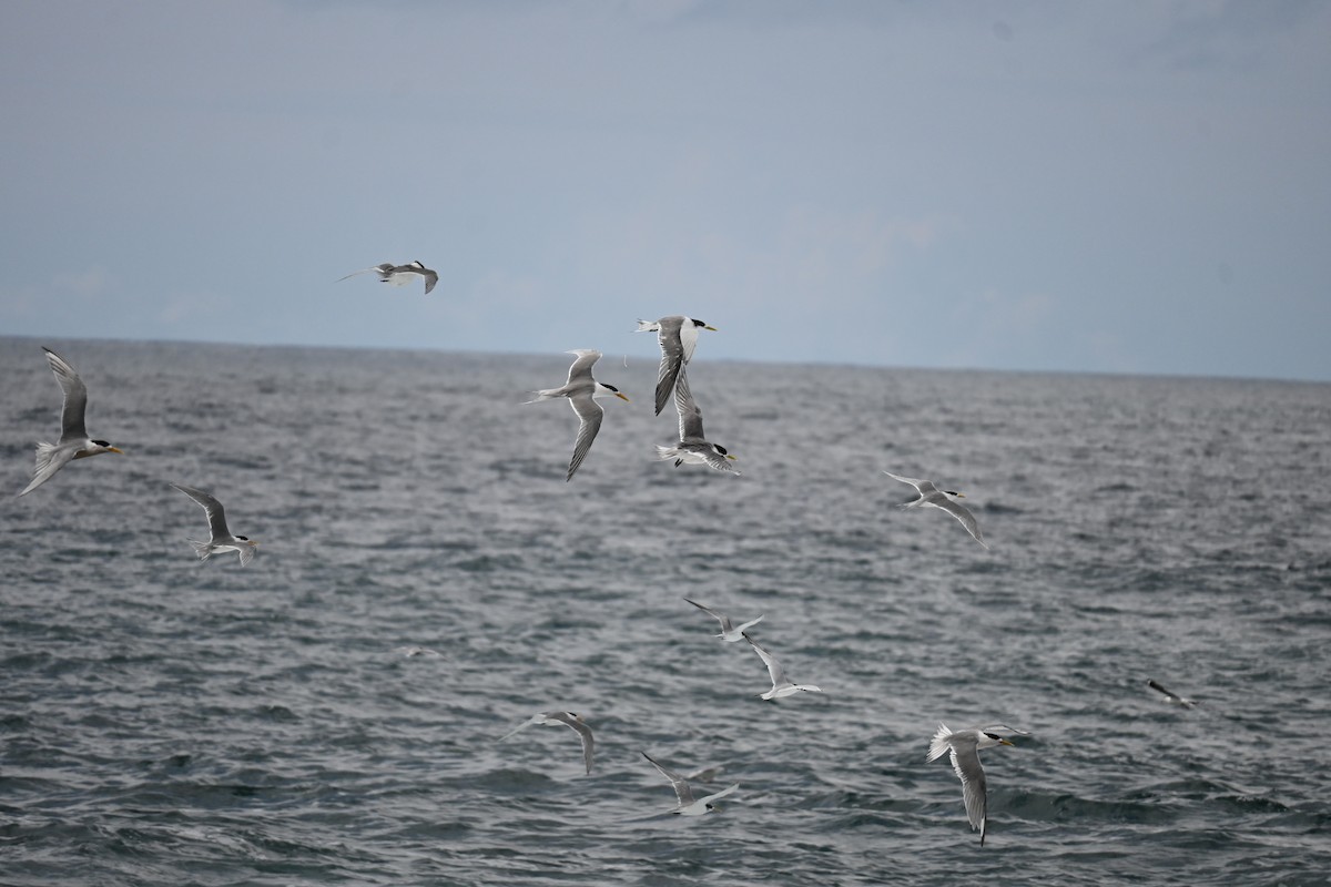 Крячок жовтодзьобий - ML644450870