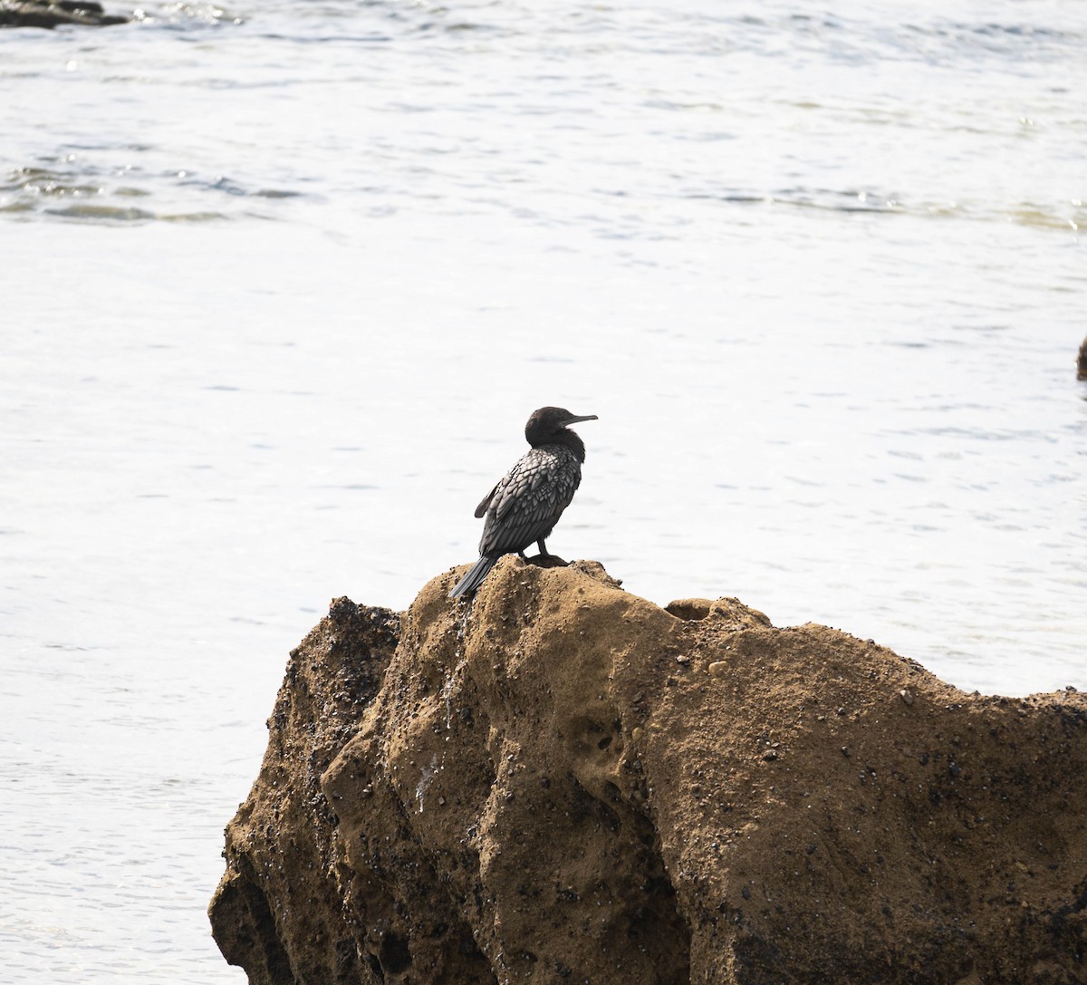 Cormorán Totinegro - ML644450872