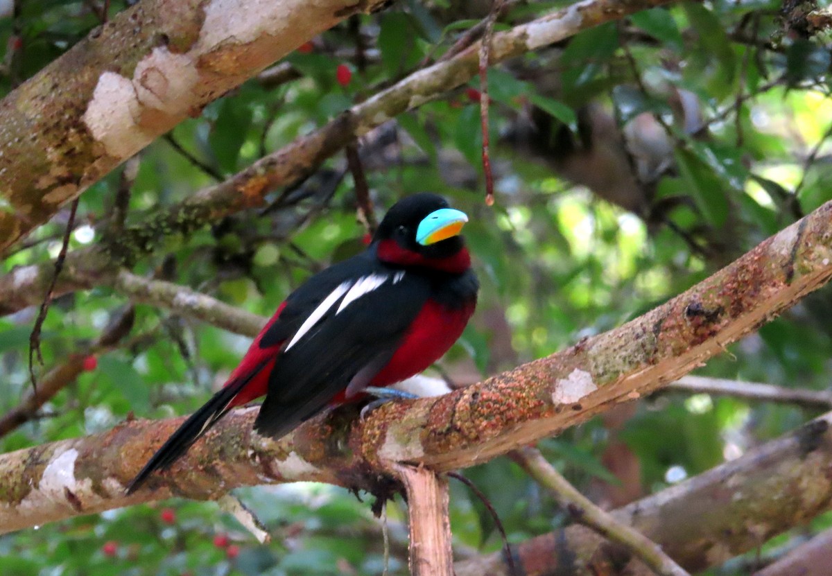 Black-and-red Broadbill - ML644450876