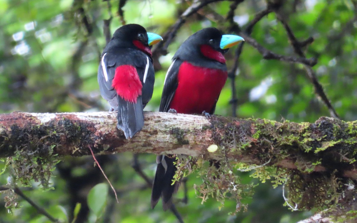 Black-and-red Broadbill - ML644450877