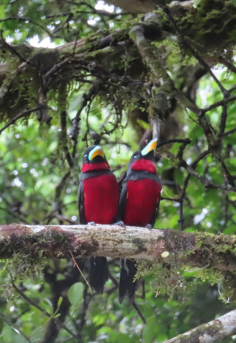 Black-and-red Broadbill - ML644450878