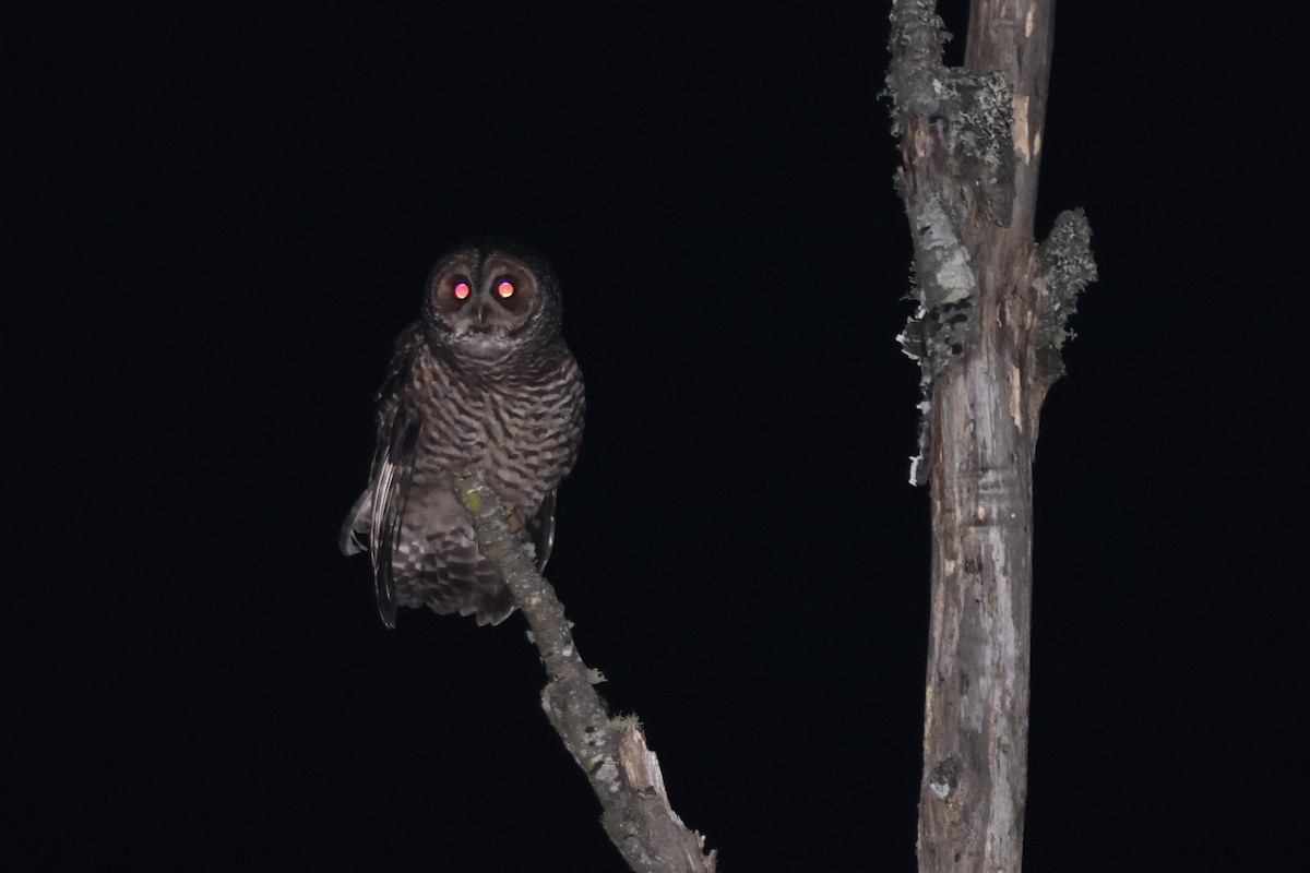 puštík rezavonohý - ML644450880