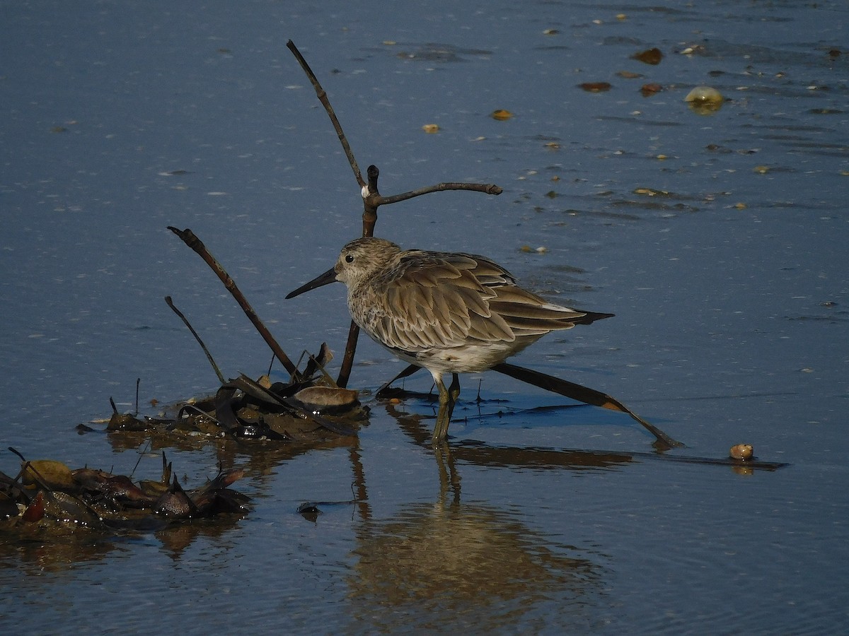 オバシギ - ML644450881