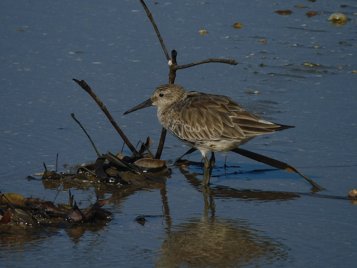 オバシギ - ML644450882