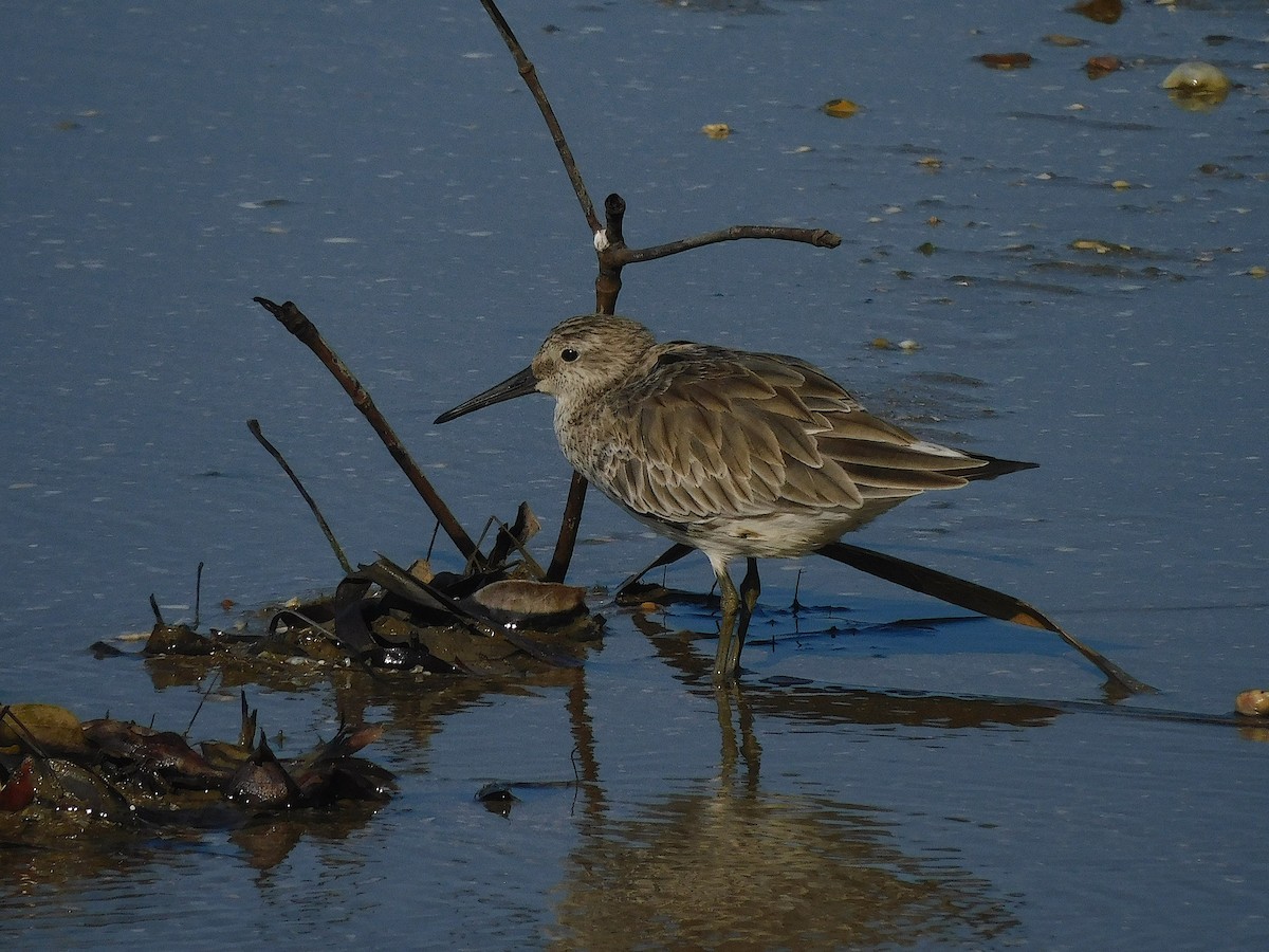 オバシギ - ML644450883