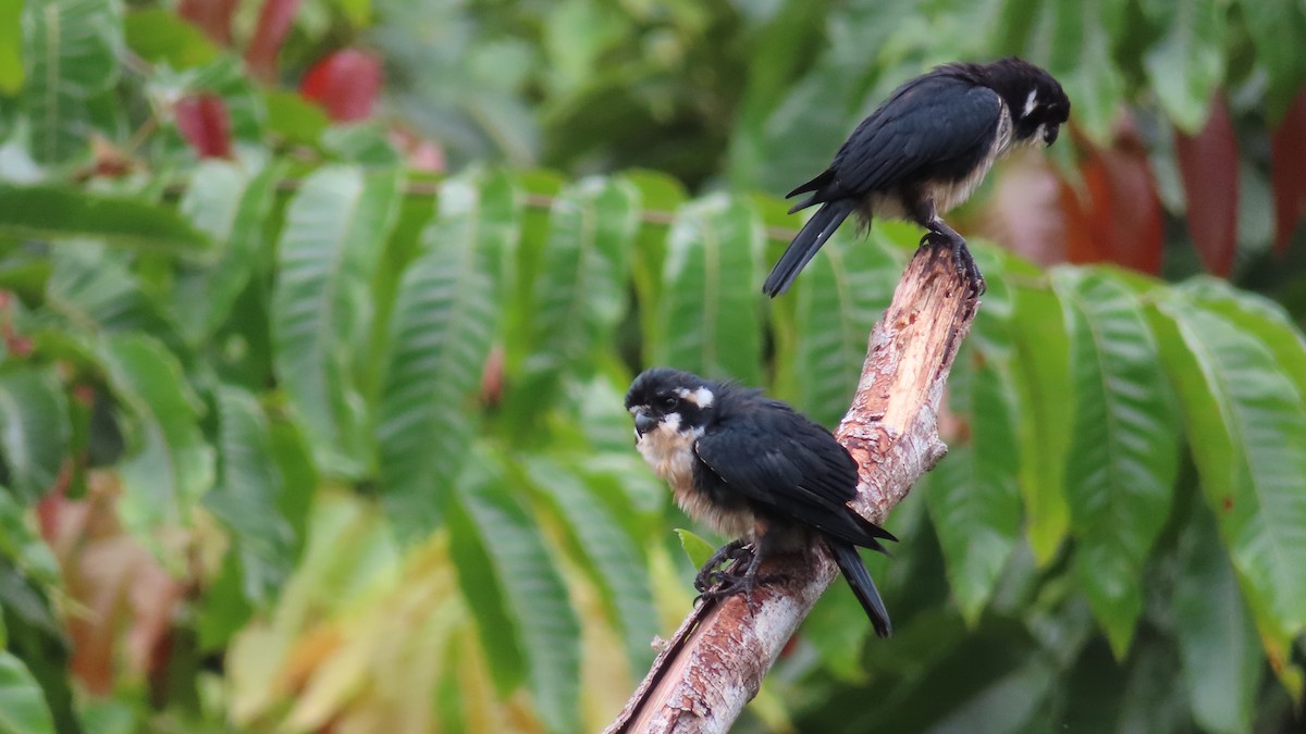Black-thighed Falconet - ML644450890
