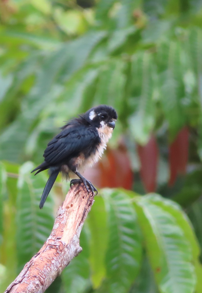 Black-thighed Falconet - ML644450891