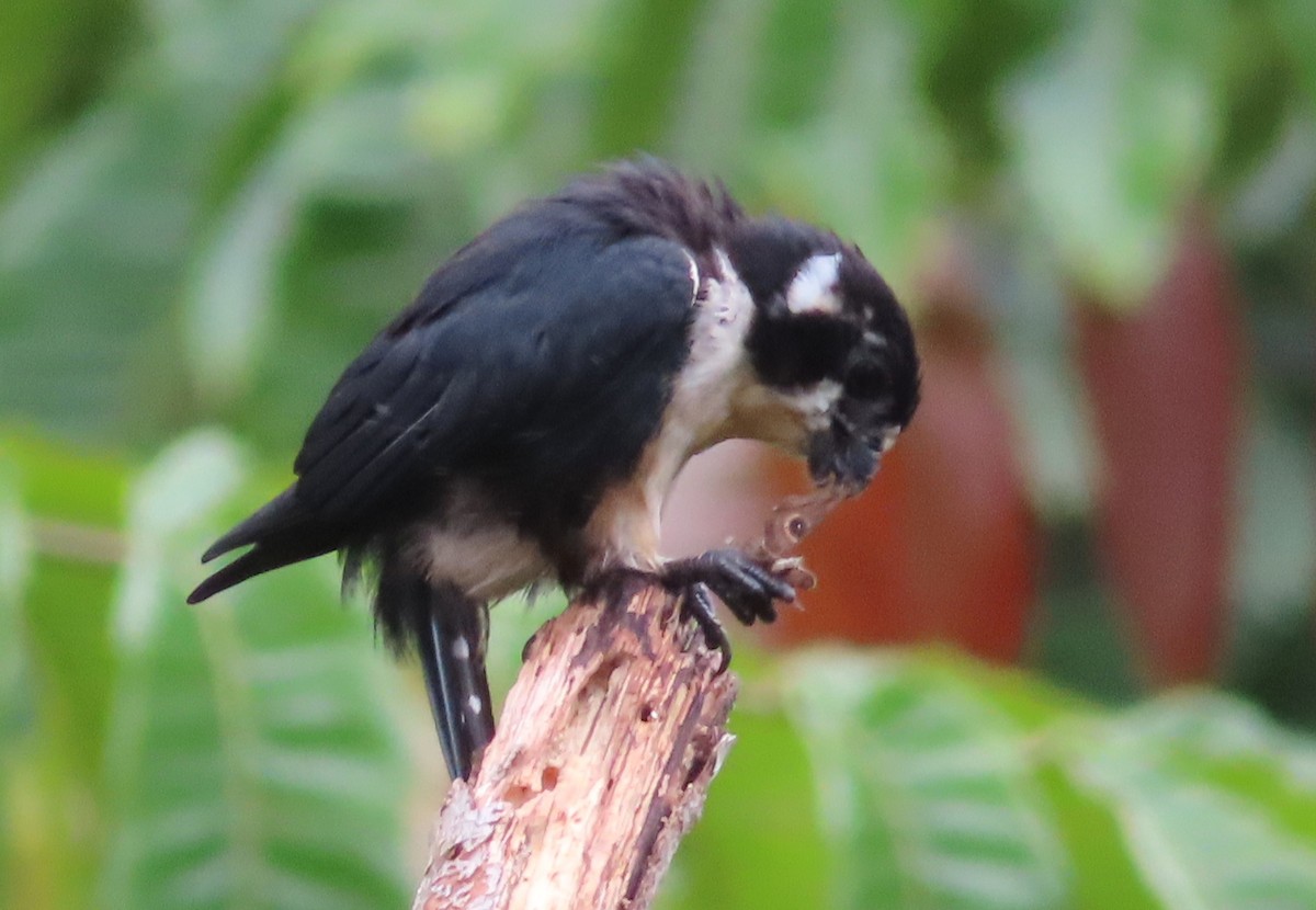 Black-thighed Falconet - ML644450892