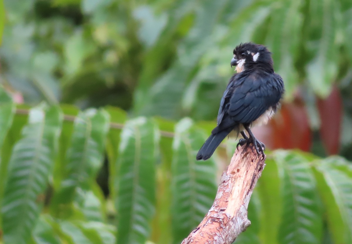 Black-thighed Falconet - ML644450893