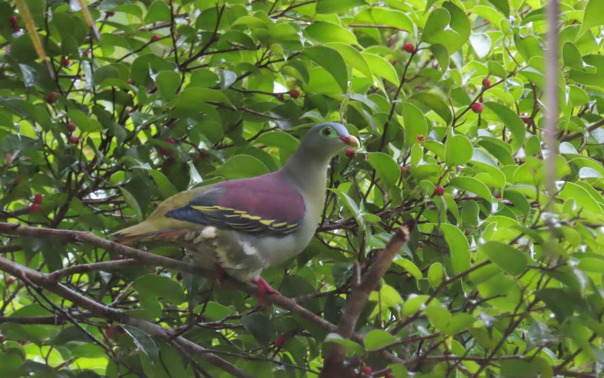 Thick-billed Green-Pigeon - ML644450897