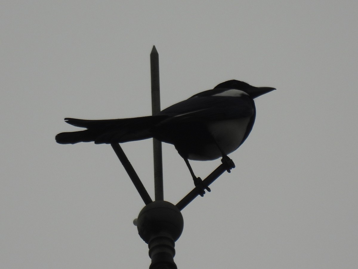 Oriental Magpie - ML644450899