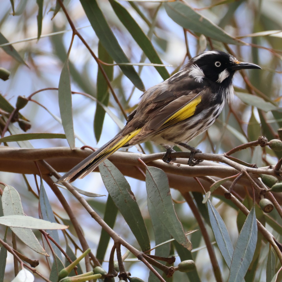 Weißaugen-Honigfresser - ML644450901