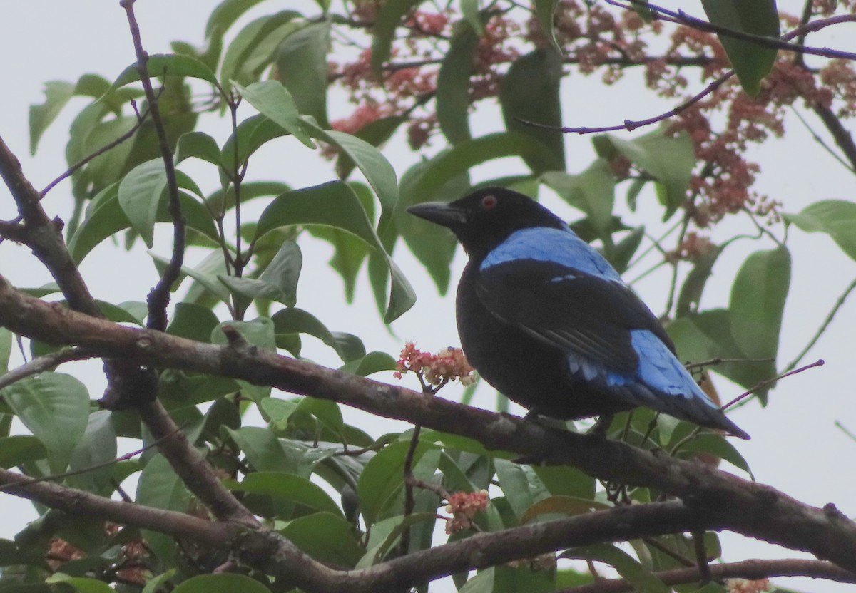 Asian Fairy-bluebird - ML644450904