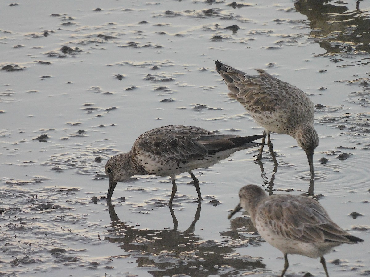 オバシギ - ML644450906