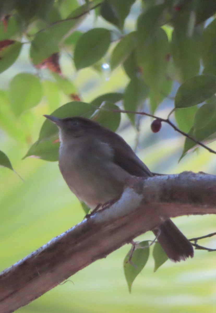 Cream-vented Bulbul - ML644450910