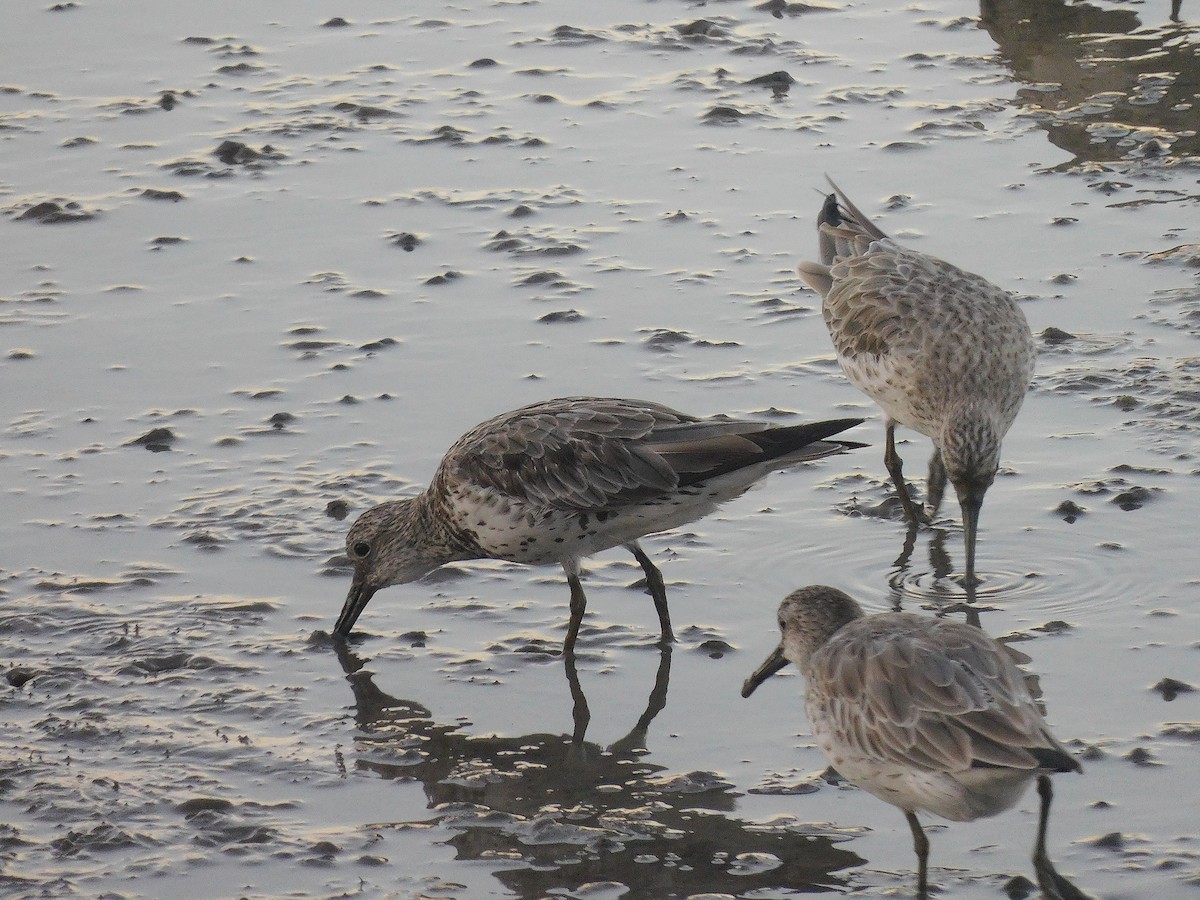 オバシギ - ML644450913