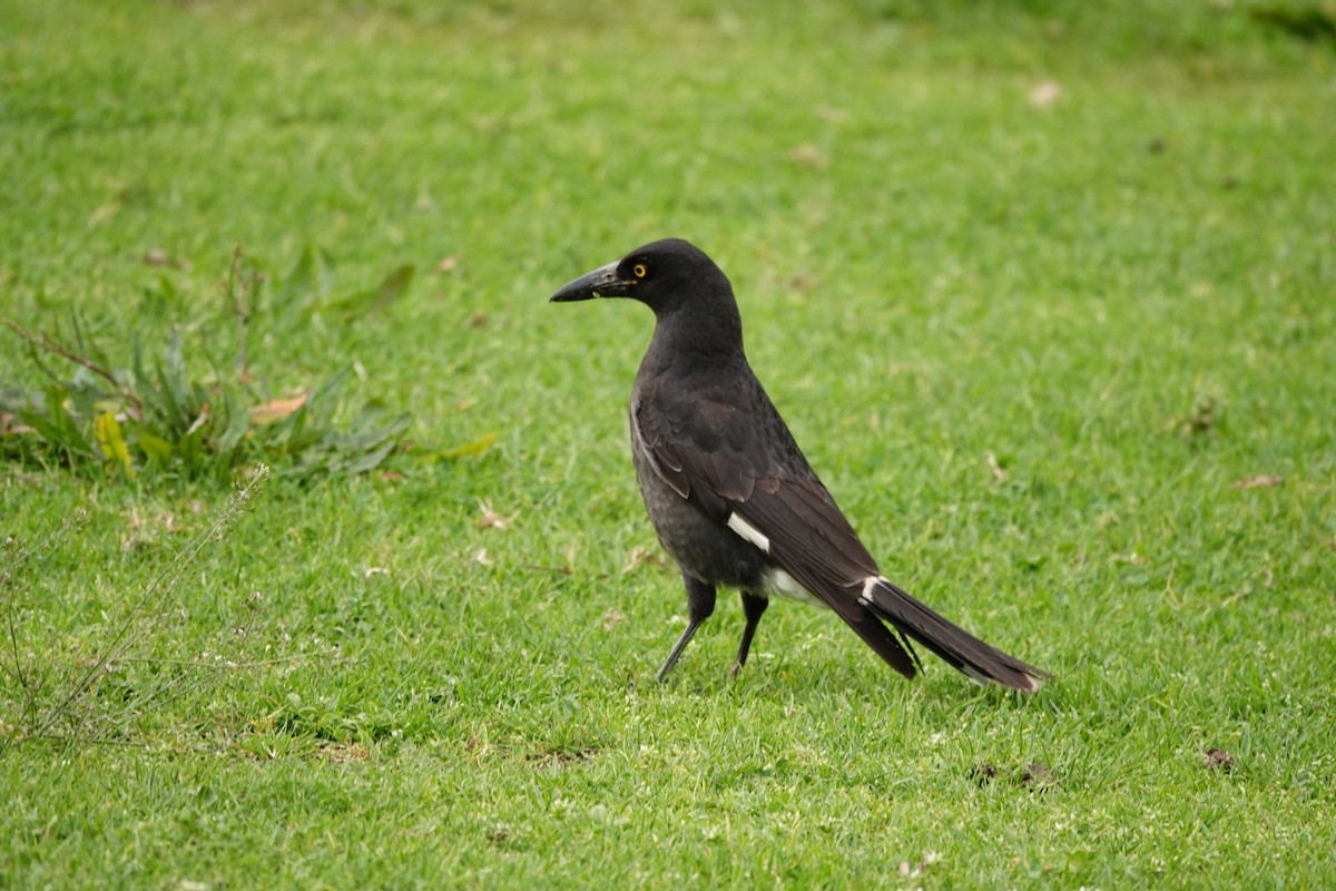 Pied Currawong - ML644450914