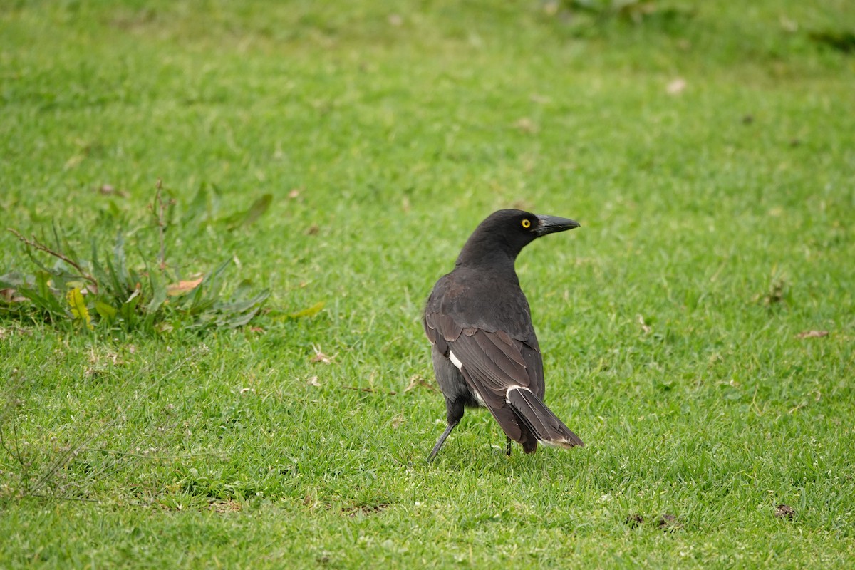 Pied Currawong - ML644450915