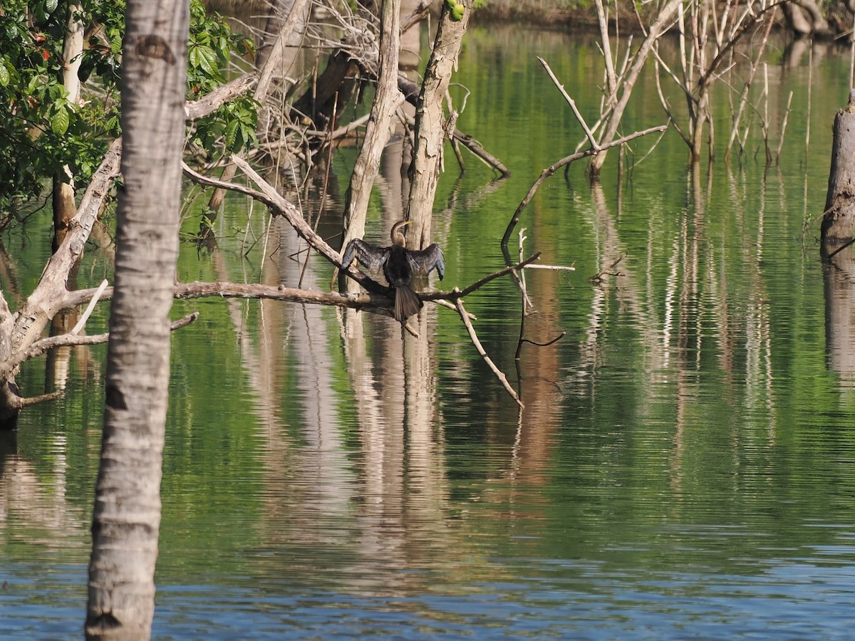 Oriental Darter - ML644450917