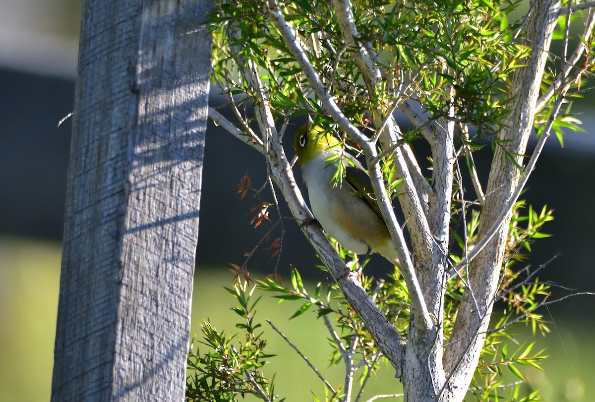Silvereye - ML644450924