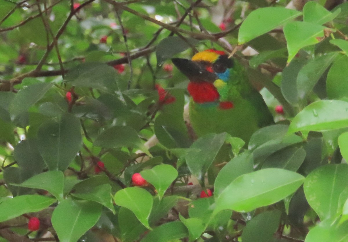 Red-throated Barbet - ML644450932