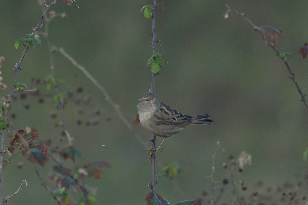 House Sparrow - ML644450936