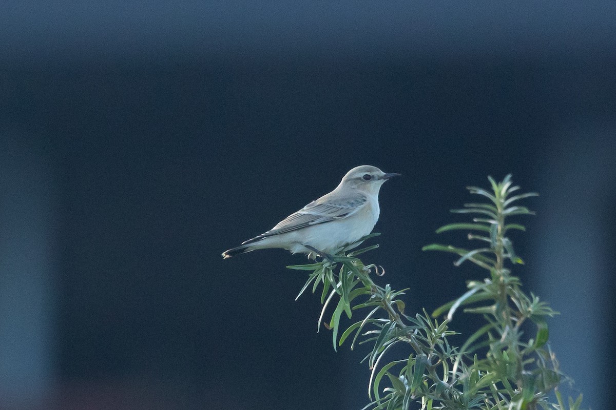 Northern Wheatear - ML644450939