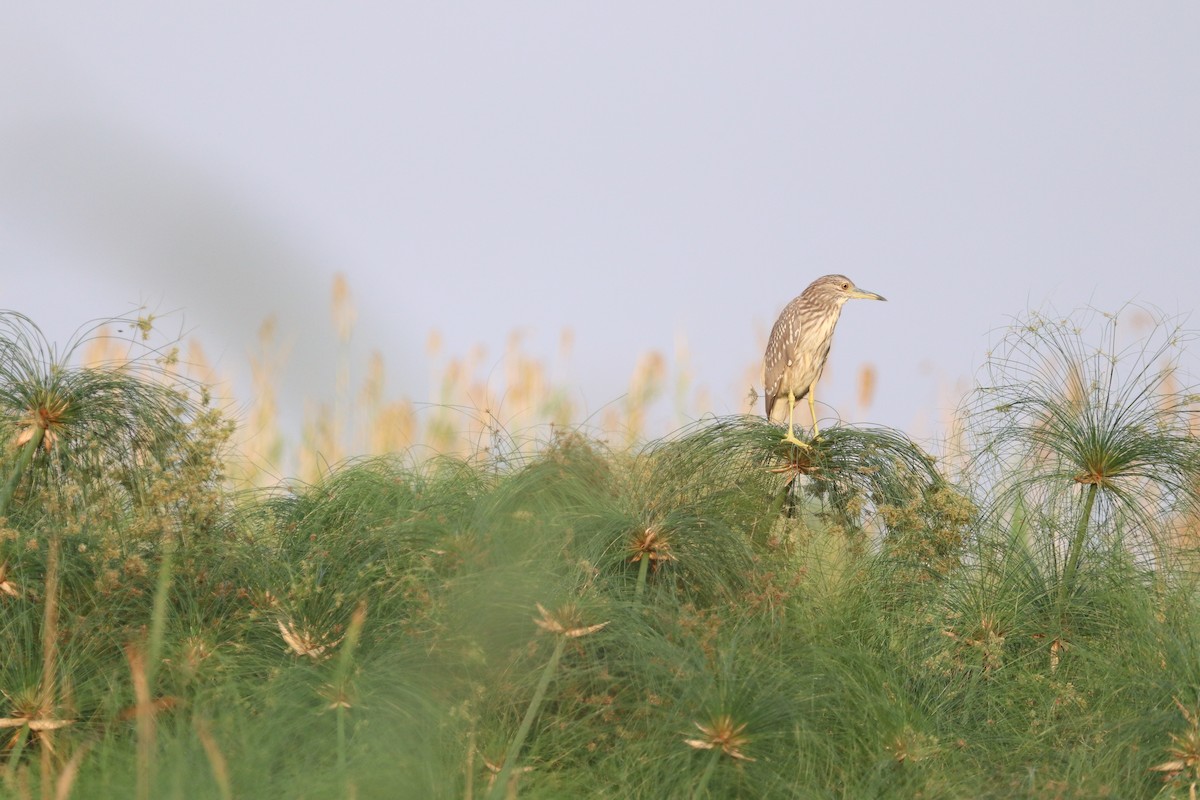 kvakoš noční - ML644450941