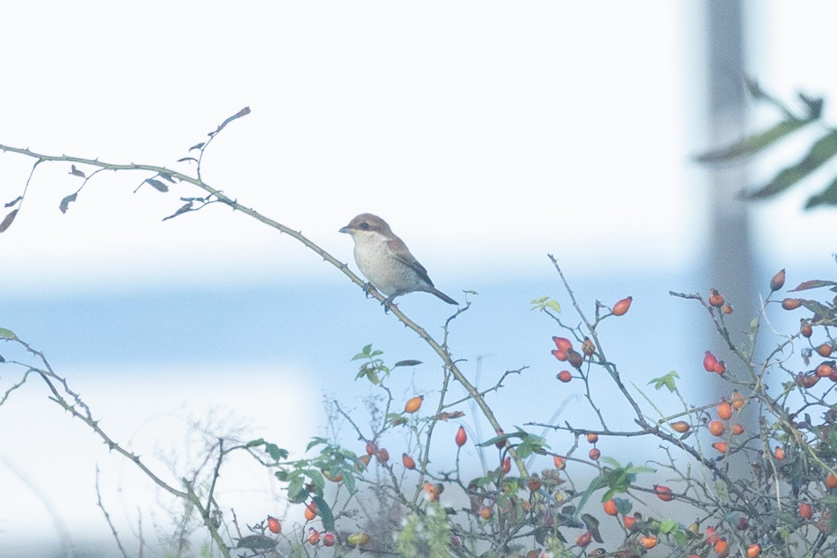Red-backed Shrike - ML644450945
