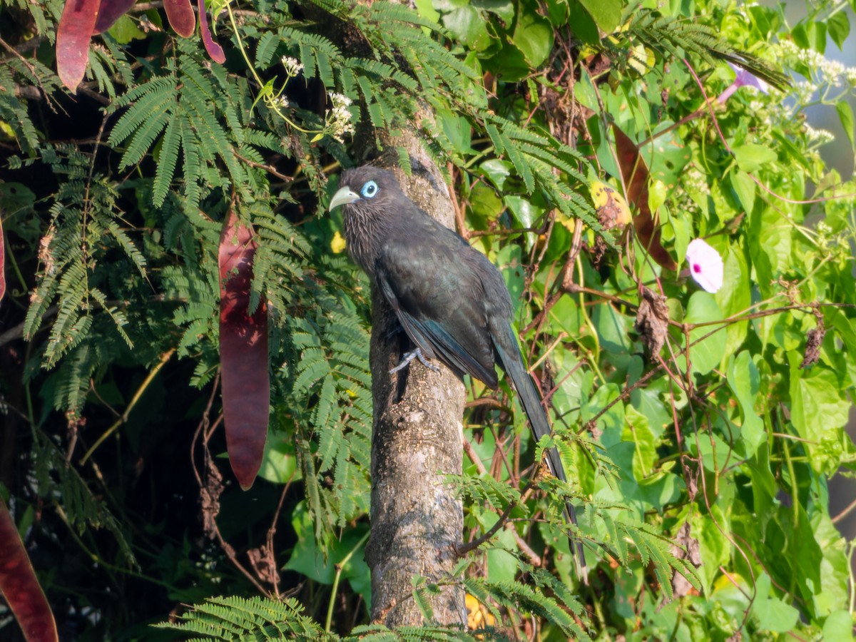 Blue-faced Malkoha - ML644450949