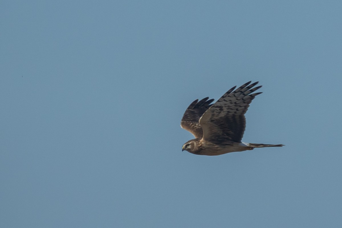 Hen Harrier - ML644450950