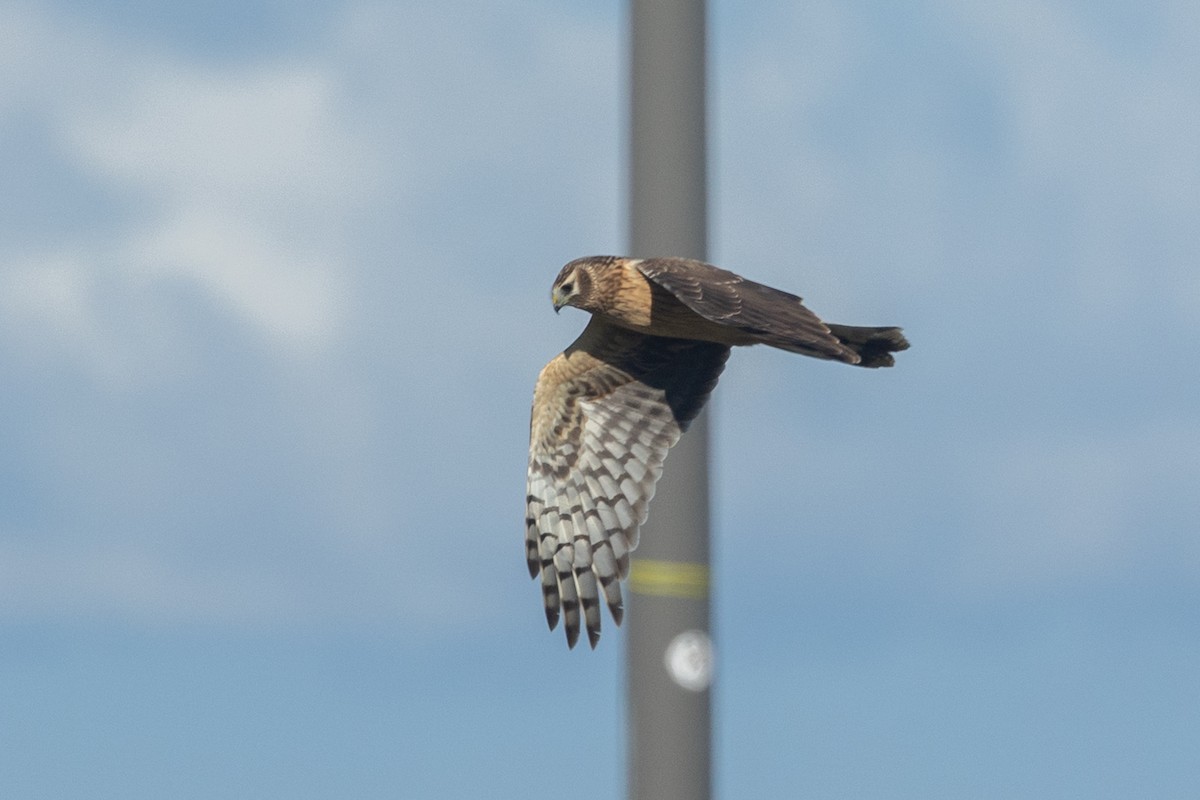 Hen Harrier - ML644450952
