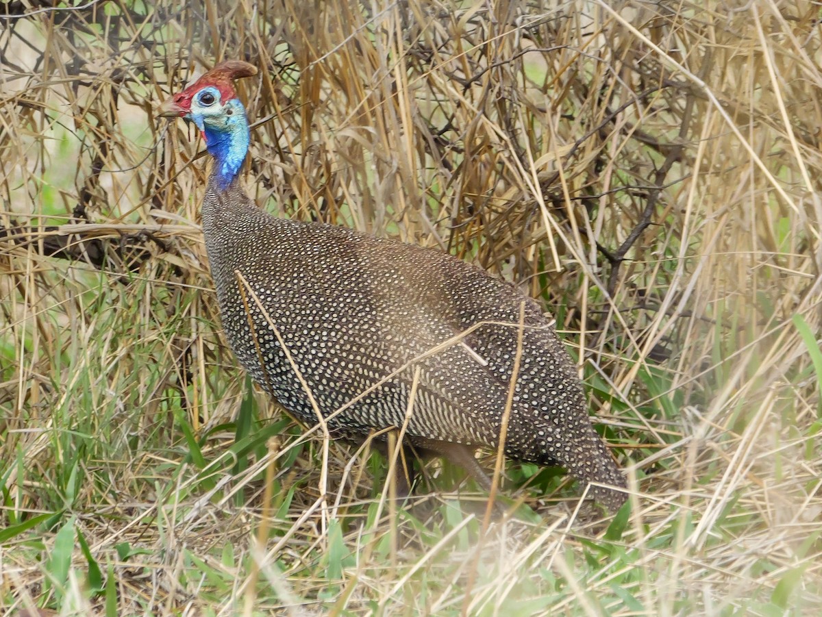 Helmeted Guineafowl - ML644450957
