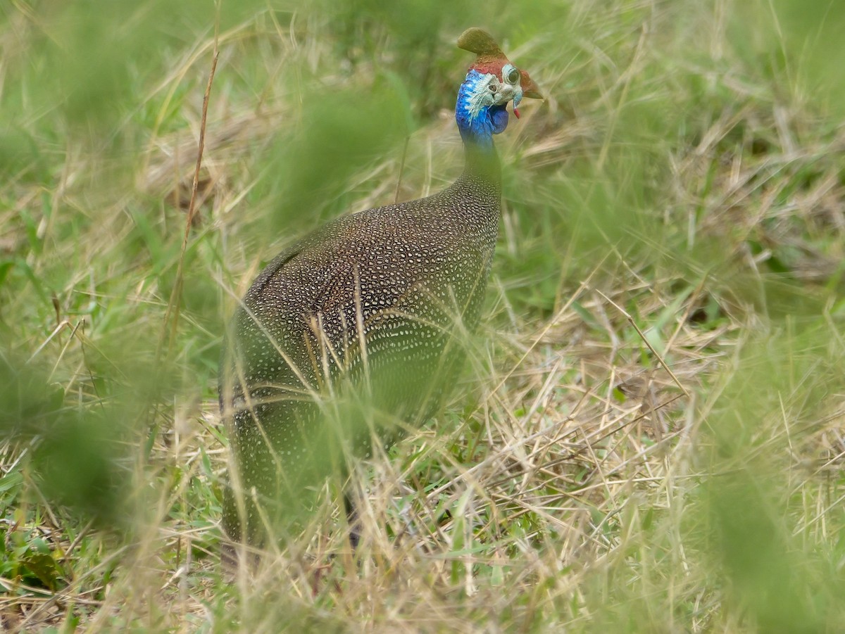 Helmeted Guineafowl - ML644450958