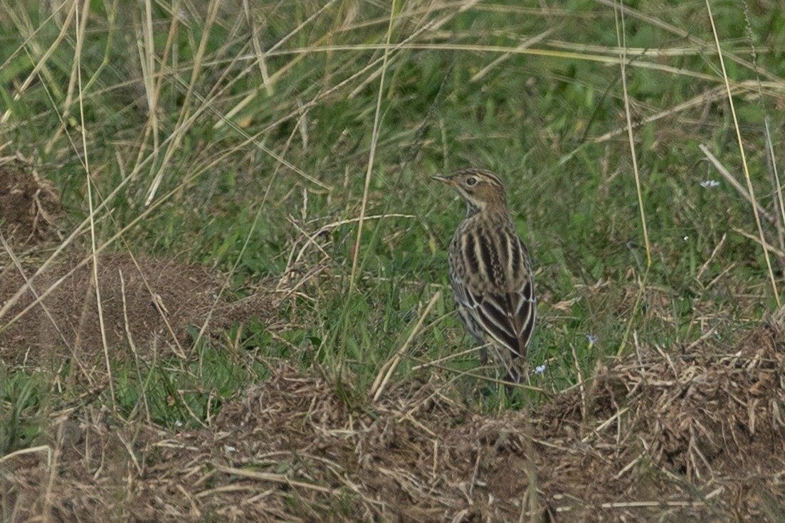 Red-throated Pipit - ML644450961