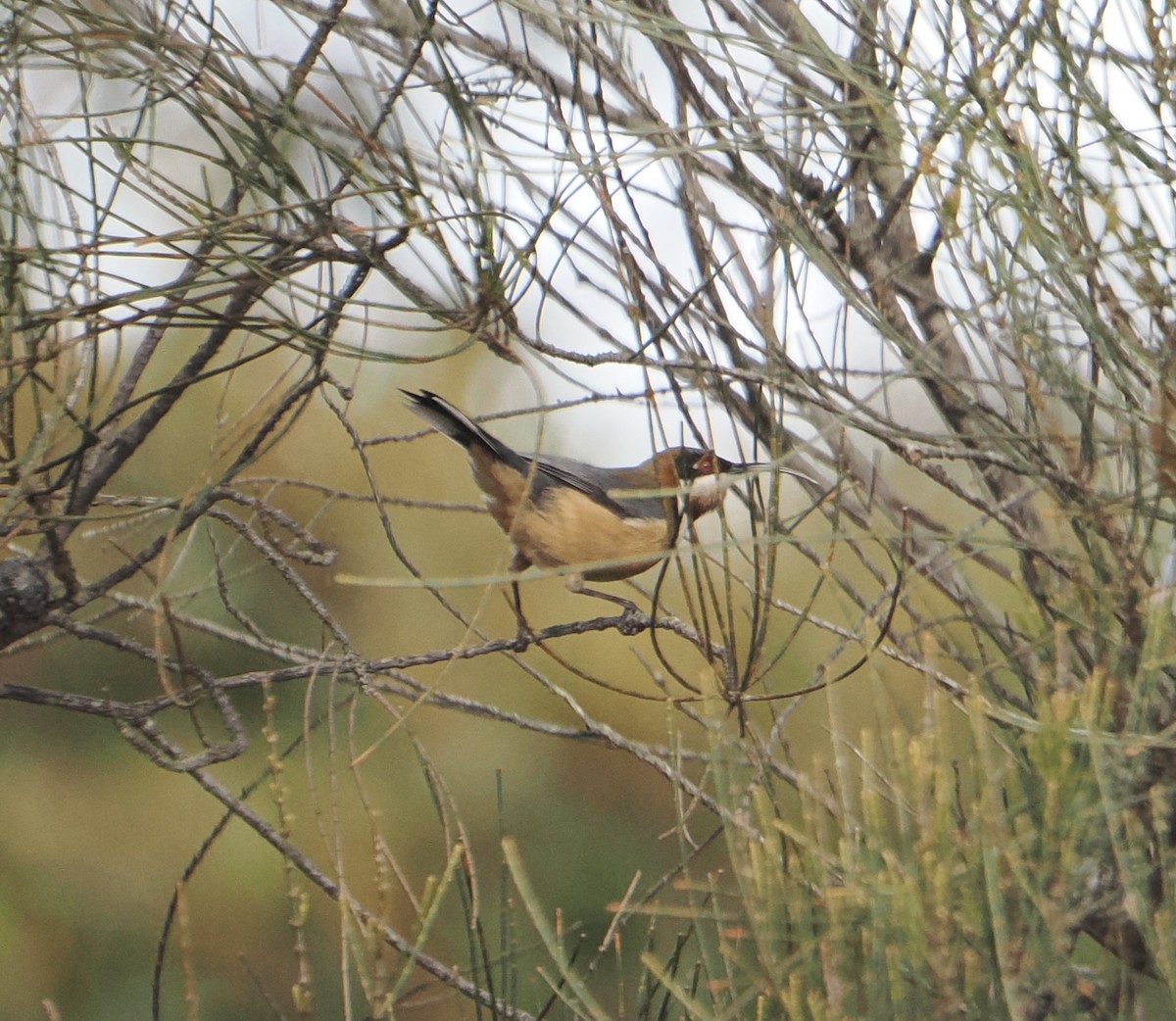Eastern Spinebill - ML644450963