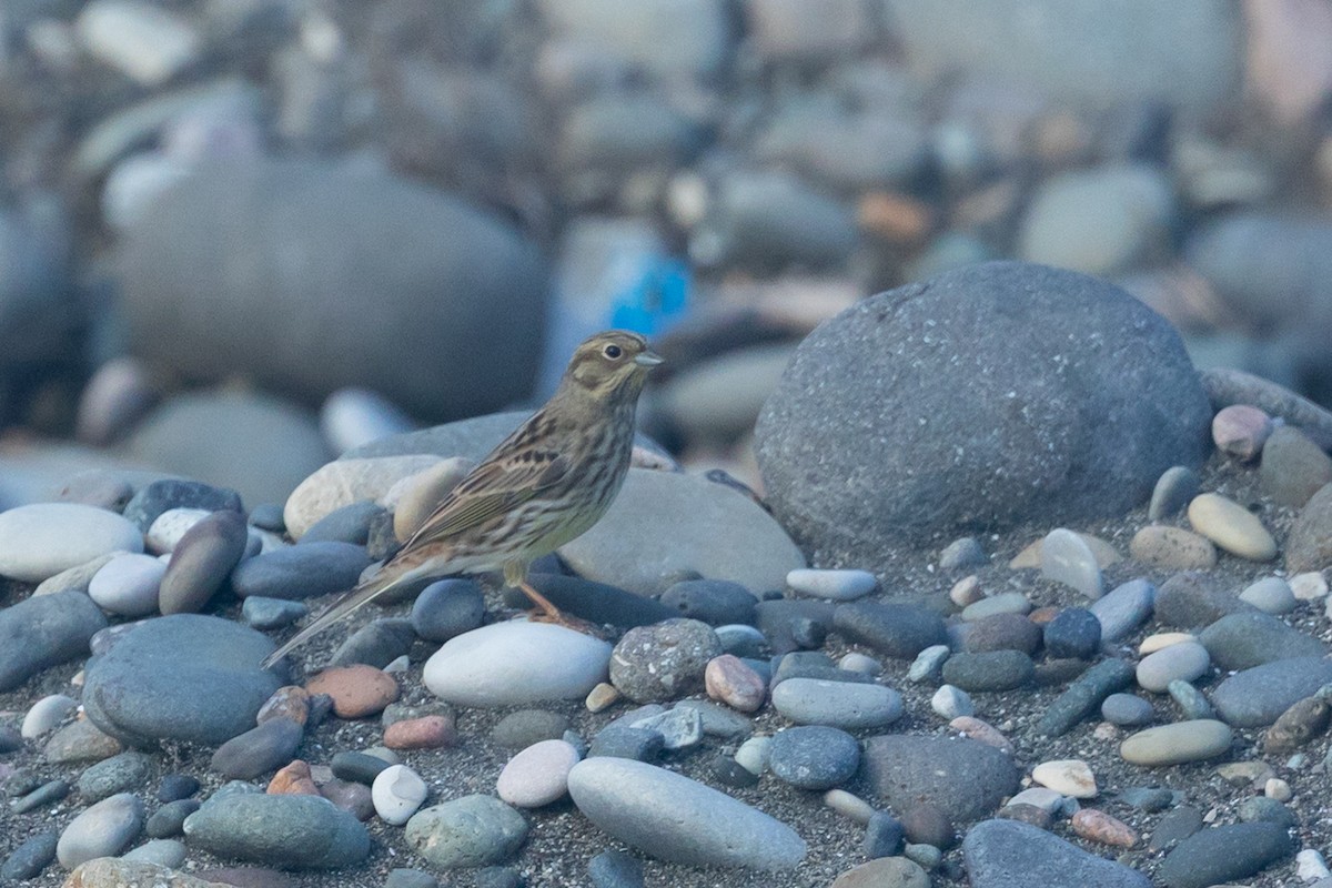 Yellowhammer - ML644450967