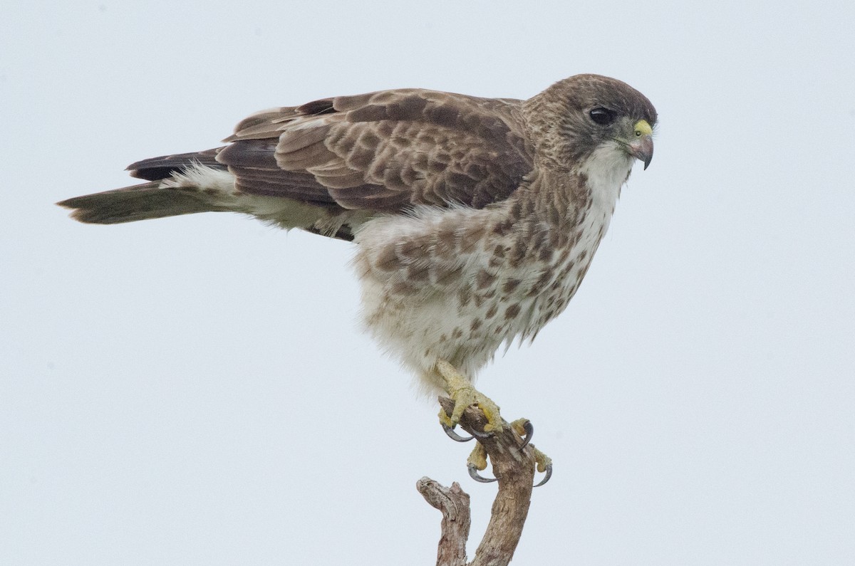 Hawaiian Hawk - ML644450973