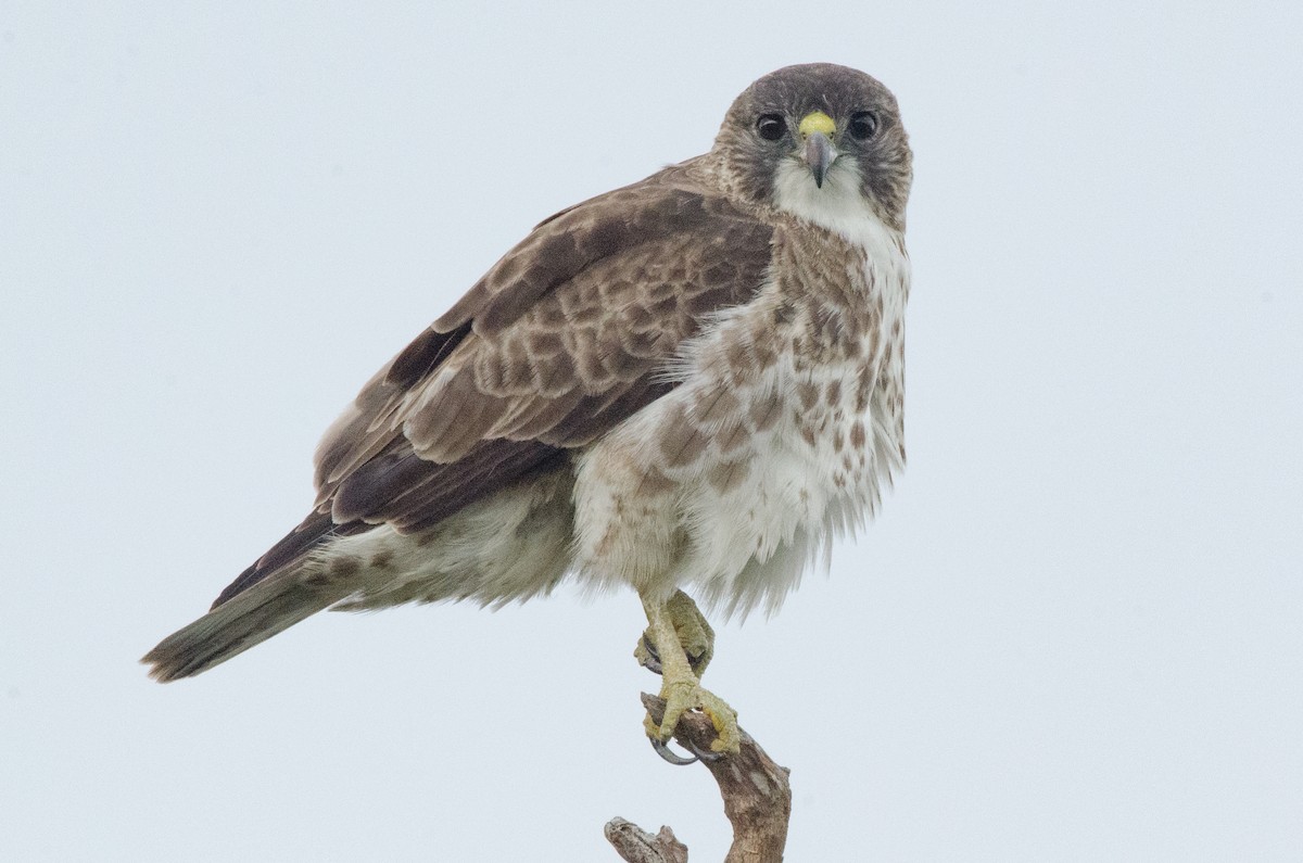 Hawaiian Hawk - ML644450975