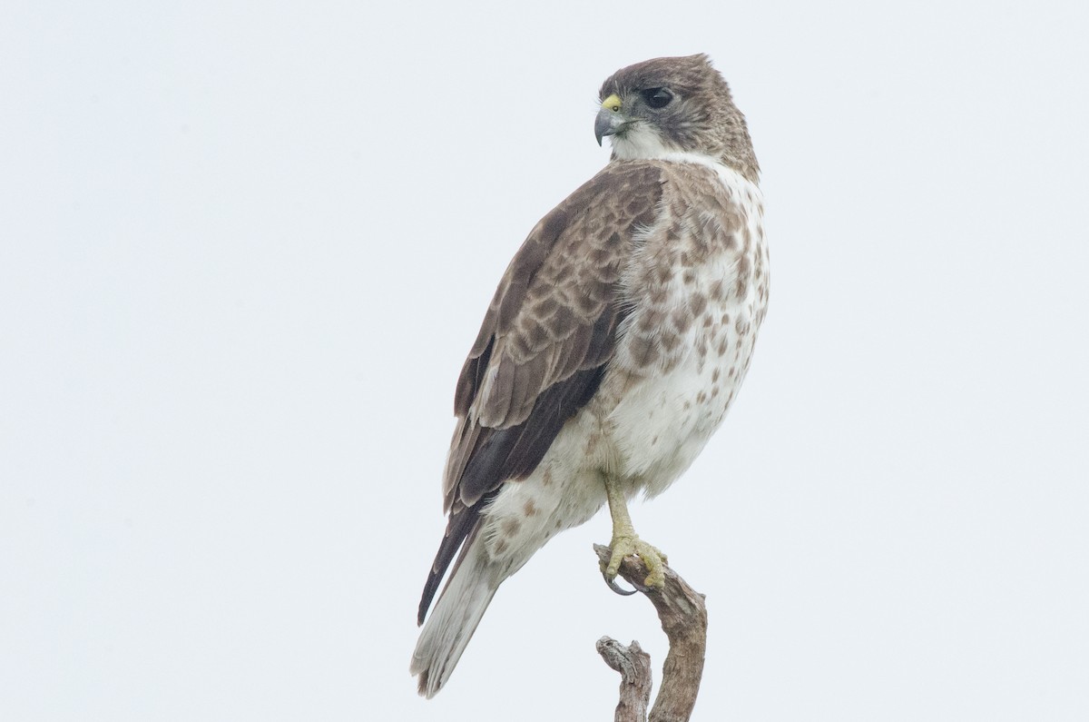 Hawaiian Hawk - ML644450976